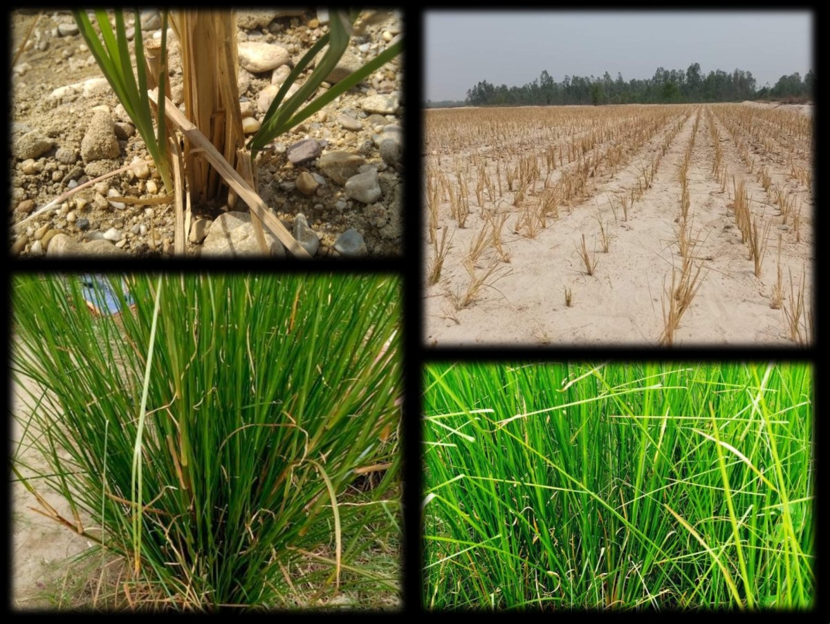 vetiver photo collage (1).jpg